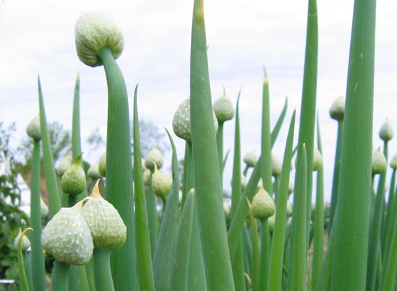 Propiedades de Allium fistulosum en la Medicina China